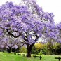 Chinese Royal Paulownia Fast Growing Princess Tree Kiri 2000 Seeds