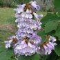 Chinese Royal Paulownia Fast Growing Princess Tree Kiri 2000 Seeds