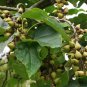 Chinese Royal Paulownia Fast Growing Princess Tree Kiri 2000 Seeds