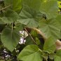 Chinese Royal Paulownia Fast Growing Princess Tree Kiri 2000 Seeds