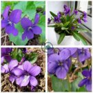 Viola philippica sementes de Flores 200  Seeds
