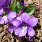 Viola philippica sementes de Flores 200  Seeds