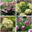 Unique Mixed Colors Japanese Bonsai Potted, Helleborus Flower Plants 200 Seeds