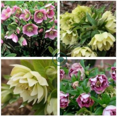 Unique Mixed Colors Japanese Bonsai Potted, Helleborus Flower Plants 200 Seeds