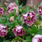 Unique Mixed Colors Japanese Bonsai Potted, Helleborus Flower Plants 200 Seeds