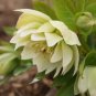 Unique Mixed Colors Japanese Bonsai Potted, Helleborus Flower Plants 200 Seeds