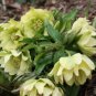 Unique Mixed Colors Japanese Bonsai Potted, Helleborus Flower Plants 200 Seeds