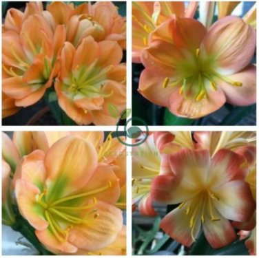 Medium Flower Real Bowl clivia pots Bonsai Garden Blooming Plants Happy Farm  2 Seeds