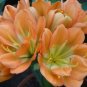 Medium Flower Real Bowl clivia pots Bonsai Garden Blooming Plants Happy Farm 2 Seeds