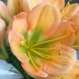 Medium Flower Real Bowl clivia pots Bonsai Garden Blooming Plants Happy Farm 2 Seeds