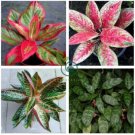 Rare Color Aglaonema Bonsai 200 Seeds