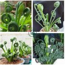 Witchford Lithops Succulent 200 Seeds