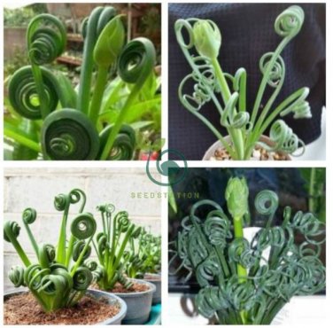 Witchford Lithops Succulent 200 Seeds