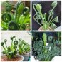 Witchford Lithops Succulent 200 Seeds