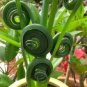 Witchford Lithops Succulent 200 Seeds