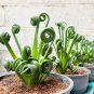Witchford Lithops Succulent 200 Seeds