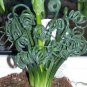 Witchford Lithops Succulent 200 Seeds