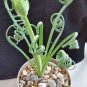 Witchford Lithops Succulent 200 Seeds