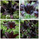 Large Bonsai Lilium Flower  400 Seeds