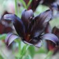 Large Bonsai Lilium Flower 400 Seeds