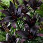 Large Bonsai Lilium Flower 400 Seeds