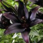 Large Bonsai Lilium Flower 400 Seeds