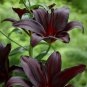 Large Bonsai Lilium Flower 400 Seeds