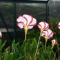 Rare Exotic Rainbow Oxalis Wood Sorrel Flower 200 Seeds
