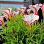 Rare Exotic Rainbow Oxalis Wood Sorrel Flower 200 Seeds