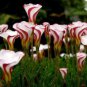 Rare Exotic Rainbow Oxalis Wood Sorrel Flower 200 Seeds