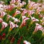 Rare Exotic Rainbow Oxalis Wood Sorrel Flower 200 Seeds