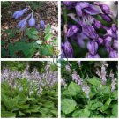 Hosta Fragrant Plantain Lily Bonsai Perennial Flower 400 Seeds