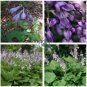 Hosta Fragrant Plantain Lily Bonsai Perennial Flower 400 Seeds