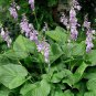 Hosta Fragrant Plantain Lily Bonsai Perennial Flower 400 Seeds