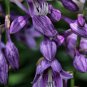 Hosta Fragrant Plantain Lily Bonsai Perennial Flower 400 Seeds