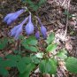 Hosta Fragrant Plantain Lily Bonsai Perennial Flower 400 Seeds