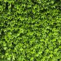Ivy Grass Seed for DIY Home & Garden Outdoor Plants Tree 200 Seeds