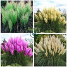 Pampas Grass Bonsai Colorfull Home Garden Plants are Very Beautiful Flowers Plant  800 Seeds