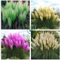 Pampas Grass Bonsai Colorfull Home Garden Plants are Very Beautiful Flowers Plant  800 Seeds