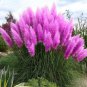Pampas Grass Bonsai Colorfull Home Garden Plants are Very Beautiful Flowers Plant  800 Seeds