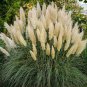Pampas Grass Bonsai Colorfull Home Garden Plants are Very Beautiful Flowers Plant  800 Seeds