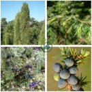 Juniperus Communis  100 Seeds