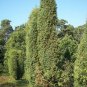 Juniperus Communis  100 Seeds