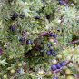 Juniperus Communis  100 Seeds