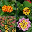 Lantana Camara Flower  100 Seeds