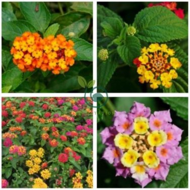 Lantana Camara Flower  100 Seeds