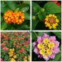 Lantana Camara Flower  100 Seeds