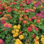 Lantana Camara Flower  100 Seeds