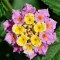 Lantana Camara Flower  100 Seeds