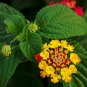 Lantana Camara Flower  100 Seeds